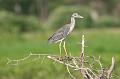 Juvenile Yellow-crowned Night-Heron 071908 043